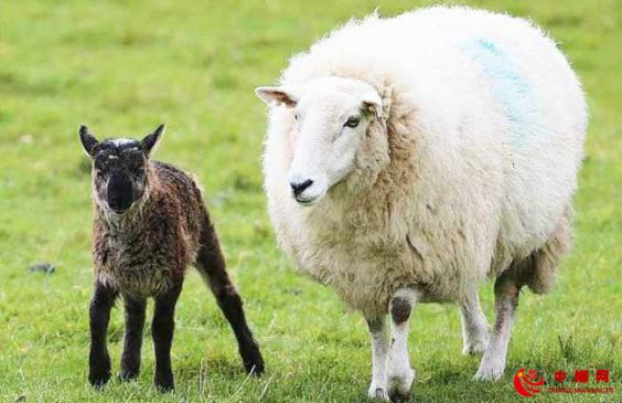 “羊快疫”发病急 早防早治是关键