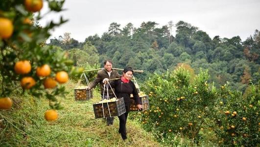 国家发改委：前10月贫困地区农产品销售额超3300亿