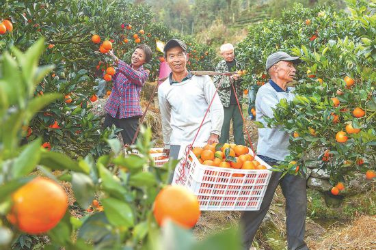 “橙”就致富路