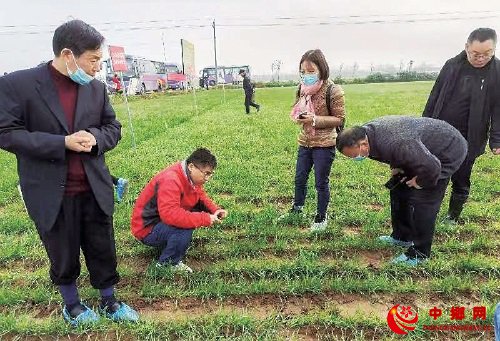 如何让麦田杂草无影踪