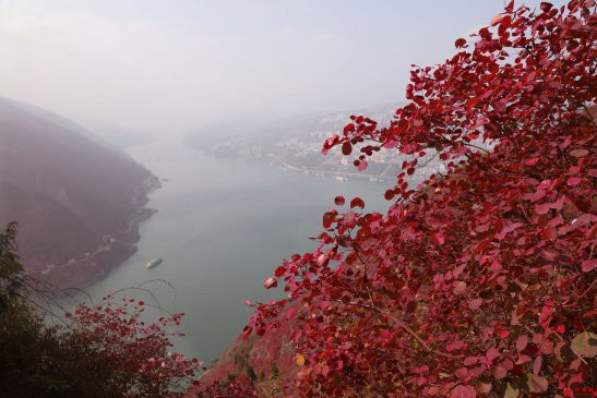 重庆巫山红叶似火焰  醉迷游客不知返