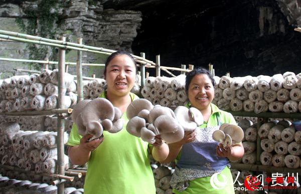 大方县鼎新乡溶洞养菇工人捧着成熟的平菇。李蕾 摄