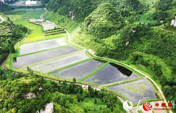 大方县羊场镇朱仲河村小龙虾养殖基地航拍。周训贵 摄