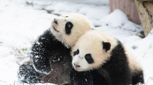 熊猫戏雪