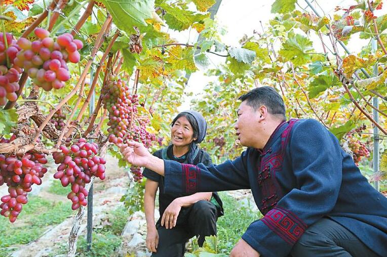 做好“领头雁”他们带着乡亲奔小康