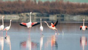 火烈鸟再度光临山西盐湖