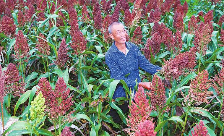 高粱红了，村民腰包鼓起来