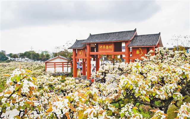 “申花生”与他的“中华梨村”