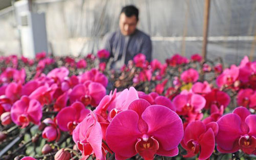 河北滦南：蝴蝶兰花开迎新年