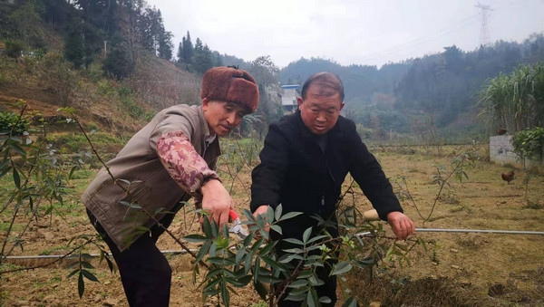 贵州好人张顺禄：植树造林39年 带动村民脱贫致