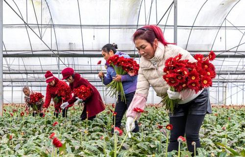 贵州黔西：元旦假期鲜花采收忙