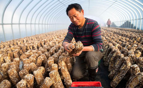 江苏泰州：食用菌撑起大产业