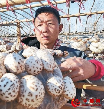 河南驻马店市驿城区老河乡　小花菇成为农民致富大产业