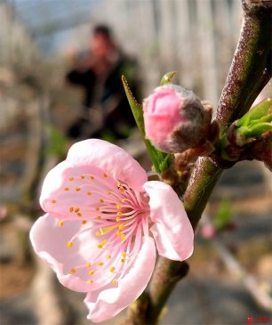 <b>山东郯城：节前腊月忙农事  棚内桃花早迎春</b>