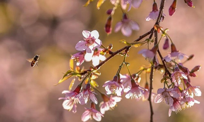 福建泉州：樱花怒放开元寺