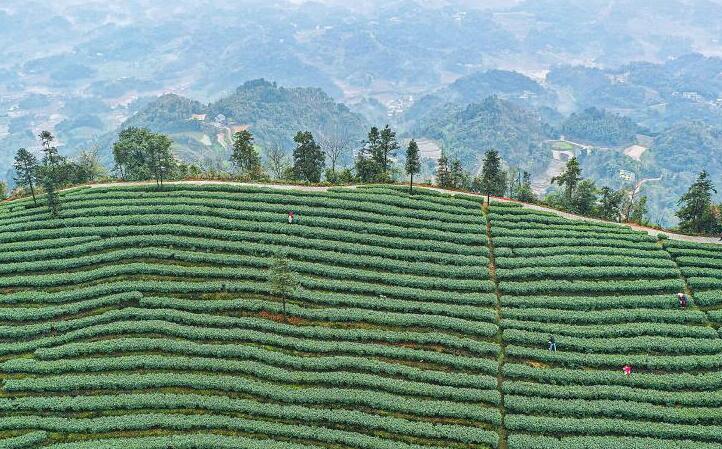 地回春 早茶开采