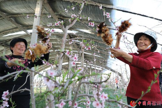 <b>安徽颍东：花开朵朵授粉忙</b>