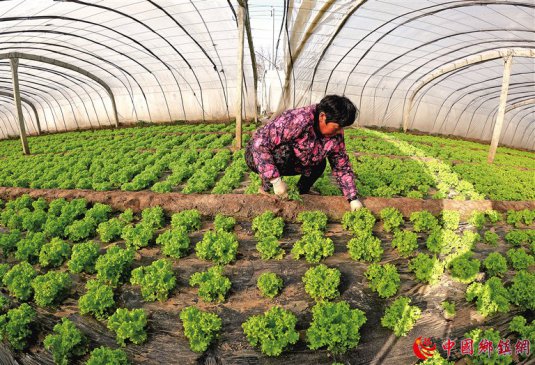 蔬菜产业鼓起农民“钱袋子”