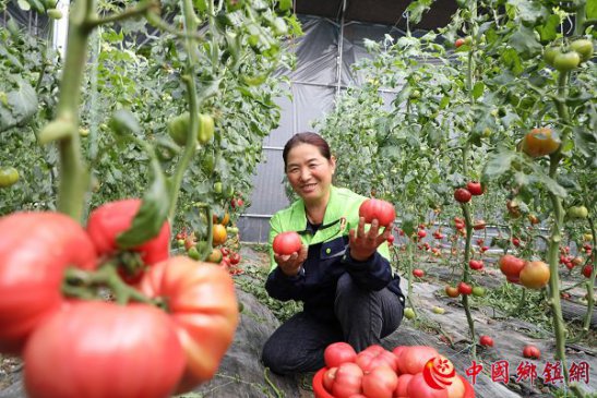 安徽阜阳市颍东区：番茄产业促增收