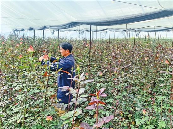 云南楚雄州禄丰市：玫瑰飘香花农乐