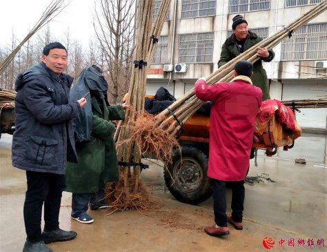 <b>山东郯城：春雨好时节 农民购树忙</b>