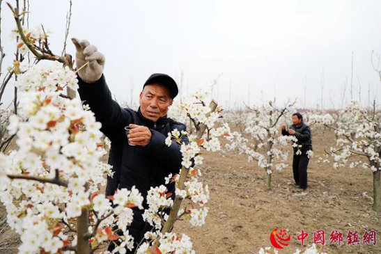 安徽阜阳：春暖花开授粉忙