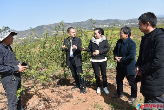 从乐清来安康 种花椒的老汉真能干