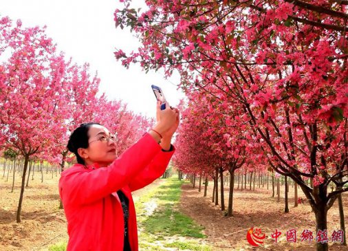 山东：绚丽海棠红遍天 春色美景润心田