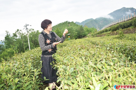 茶树的礼物