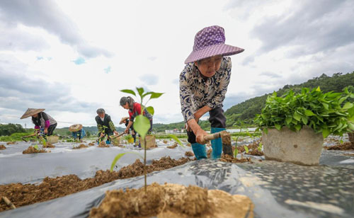 贵州玉屏：辣椒种植助农增收