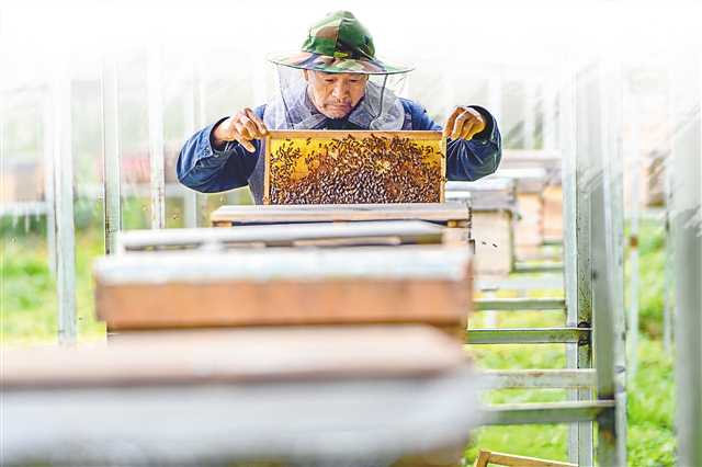 重庆黔江胜地社区脱贫户王贞六：带领乡亲发展