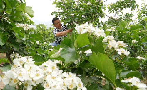 河北抚宁：山楂花香飘燕山