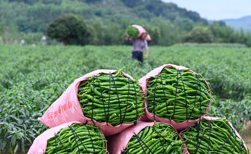 广西柳州：辣椒丰收