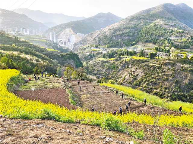 重庆巫山荒山变良田 农民心里甜