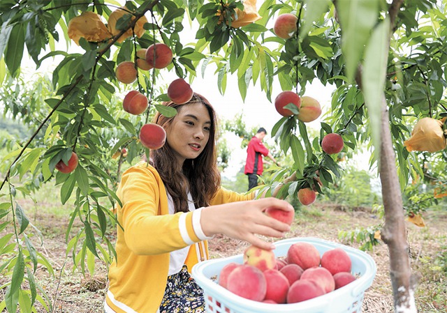 重庆大足：500亩桃子迎来成熟