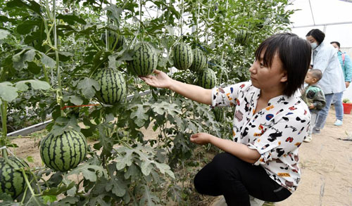 永定河畔西瓜丰收