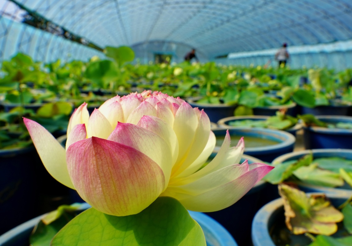 河北滦州：种植观赏荷花助增收