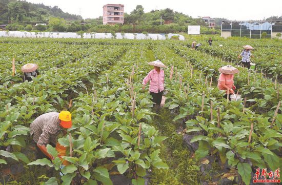 小茄子远销大湾区