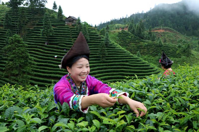 广西融水：茶农踏晨忙采茶