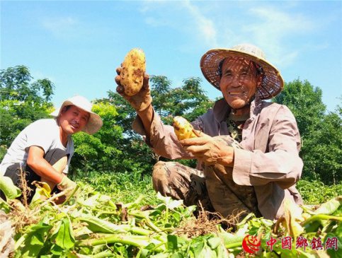 山东郯城：土豆丰收农民乐