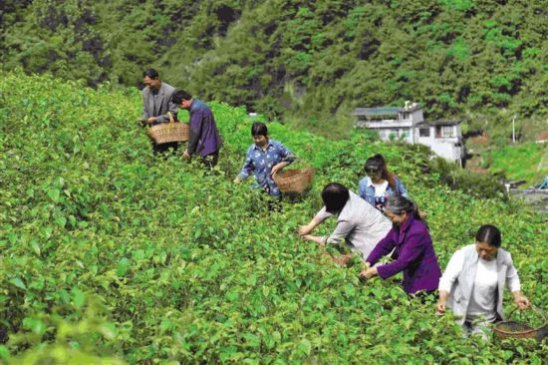 “神仙豆腐”让乡亲们的日子更红火