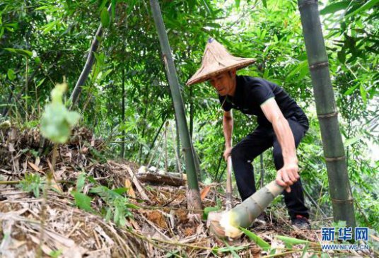 广西柳州：夏日甜竹笋收获上市