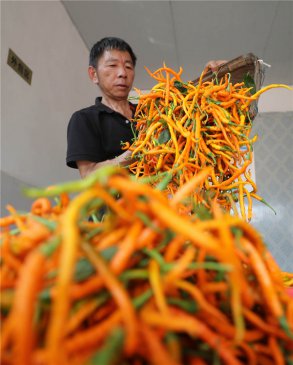湖南衡东：黄贡椒产业助民增收