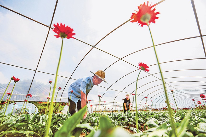 花卉种植助推乡村振兴