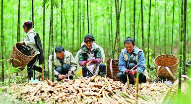 竹笋富农家