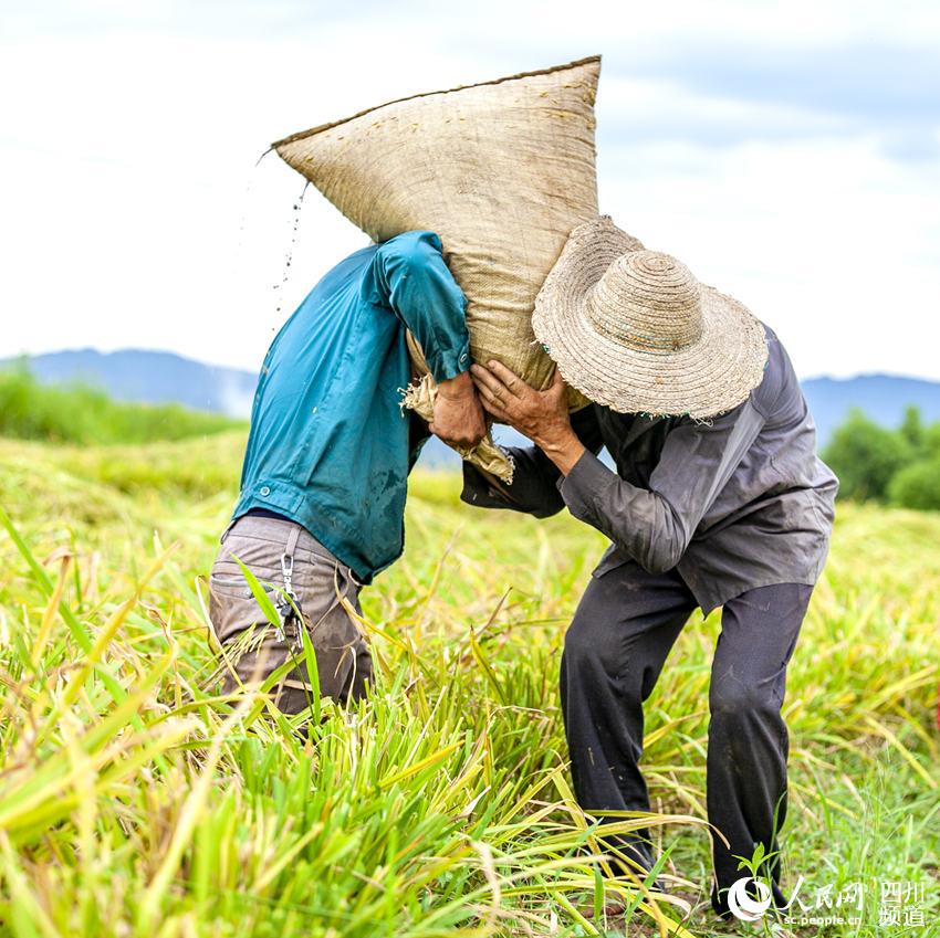 搬运稻米。李贵平摄