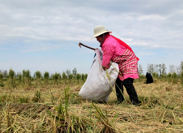 <strong>郯城：珍惜粮食拾稻穗 不撂地里一粒粮</strong>