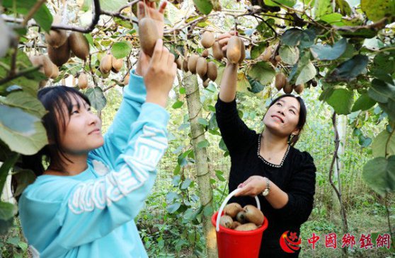 安徽颍东：瓜果飘香助农增收