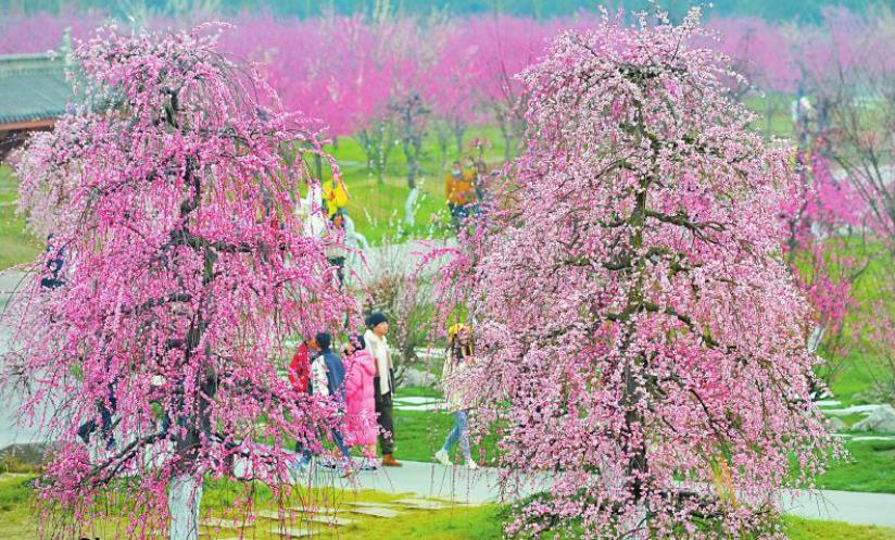 都江堰市启动春季赏花旅游季