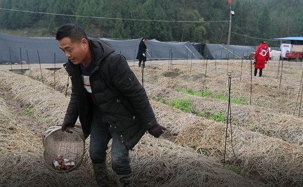 杨华荣：“门外汉”变身种植能手